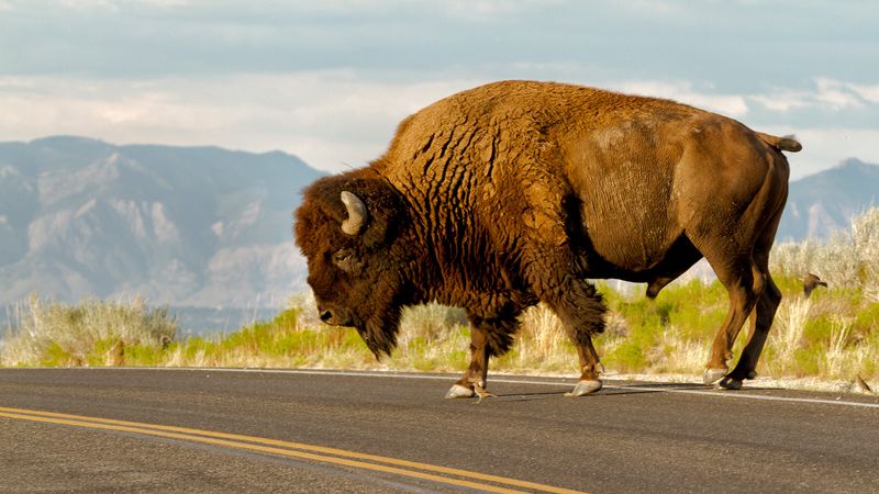 Utah: American Bison