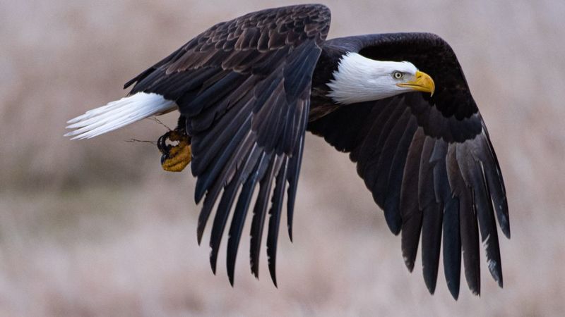 Utah - Bald Eagle