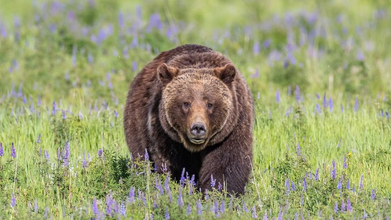 Utah Bear