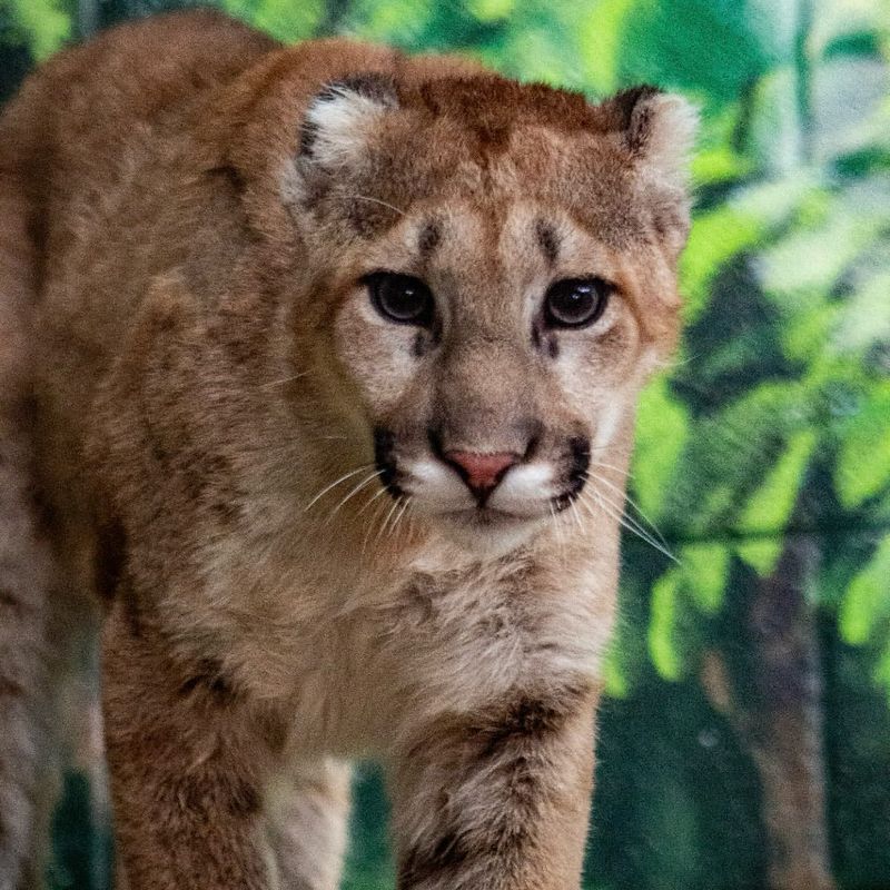 Utah - Cougar