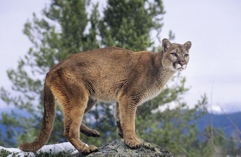 Utah - Cougars