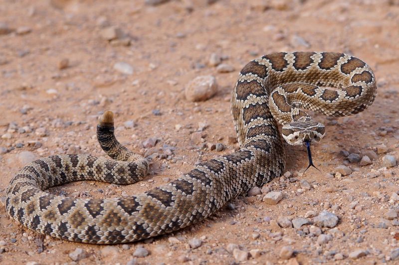 Utah - Great Basin Rattlesnake