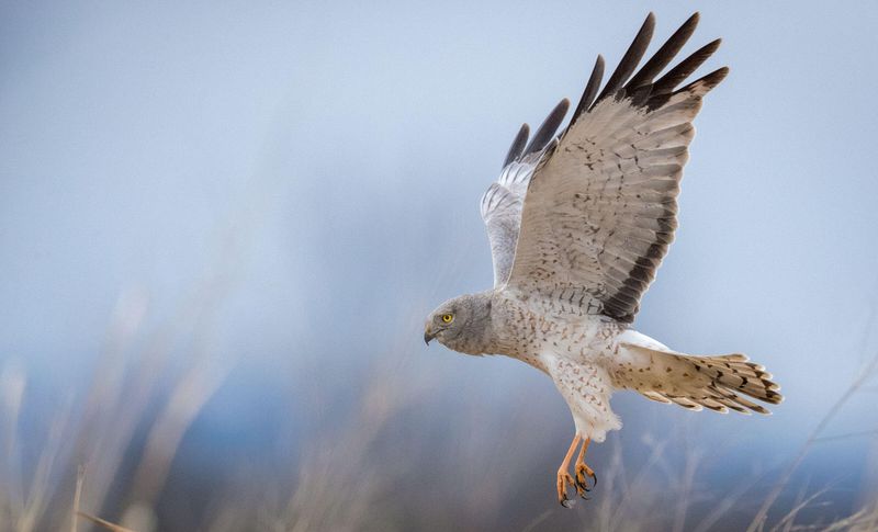 Utah - Northern Harrier