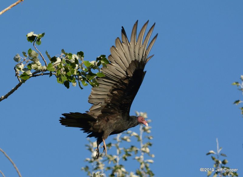 Utah - Turkey Vulture