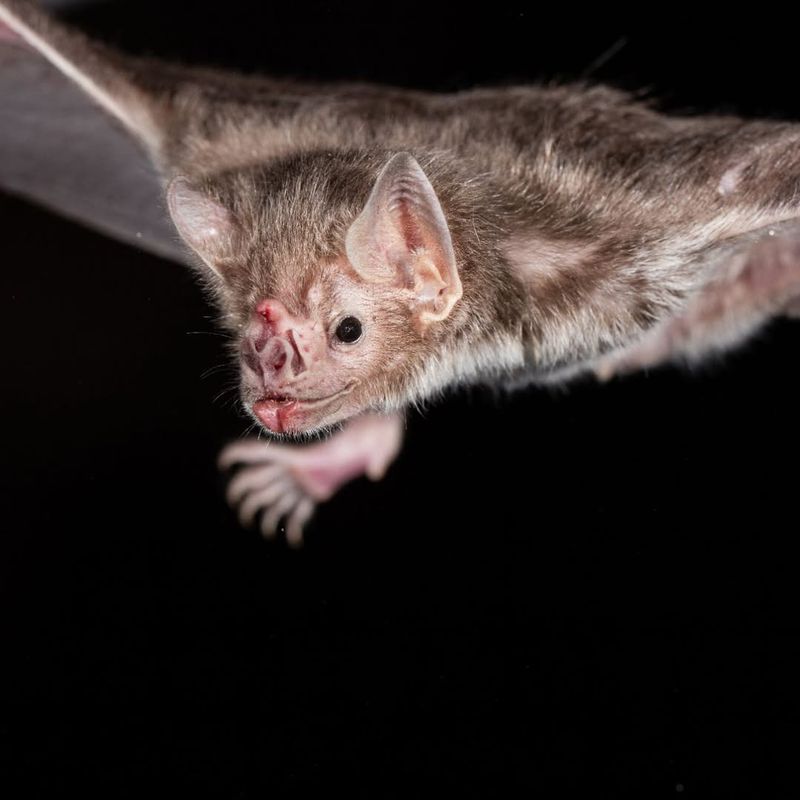 Vampire Bat