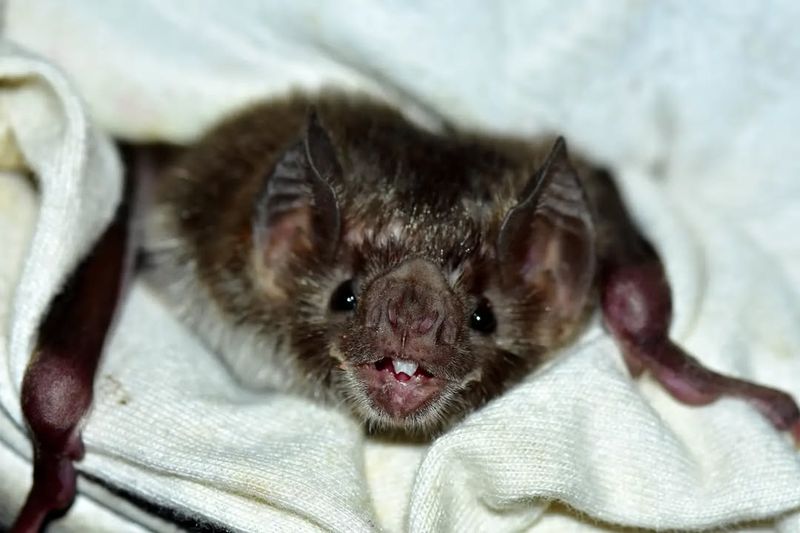 Vampire Bat