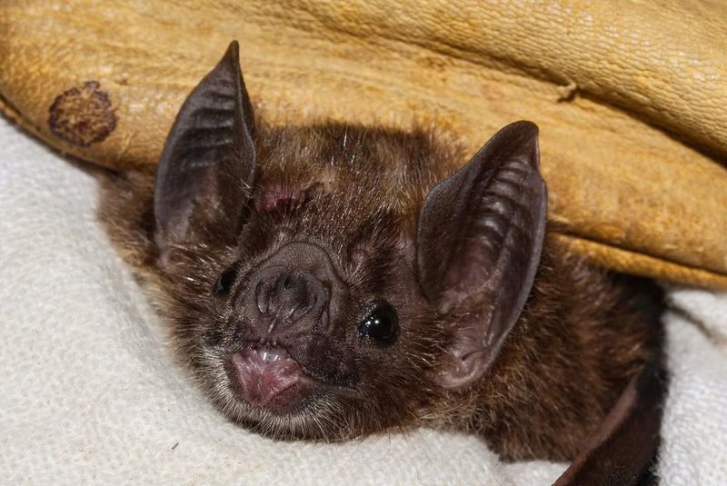 Vampire Bat