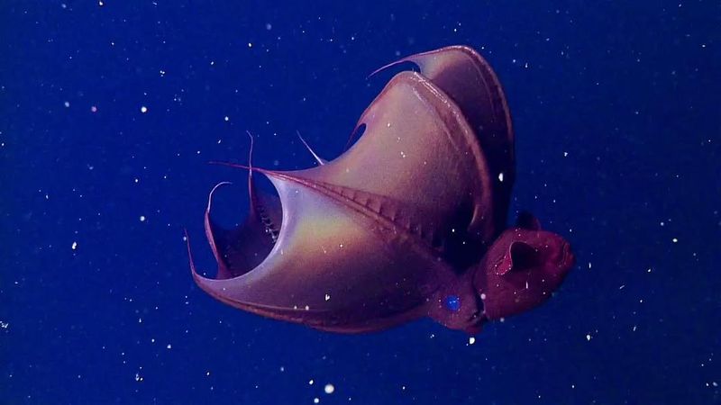 Vampire Squid