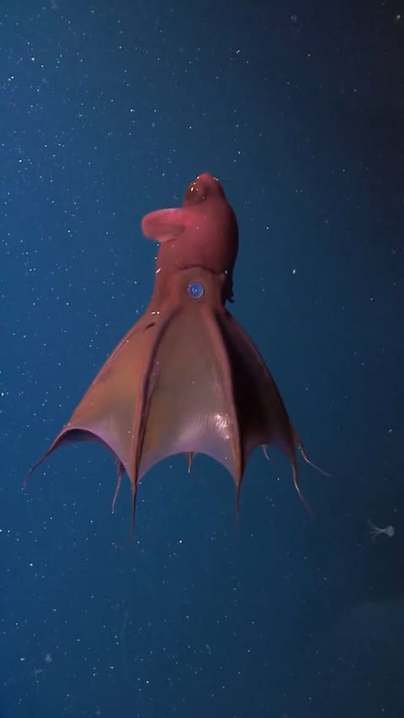 Vampire Squid