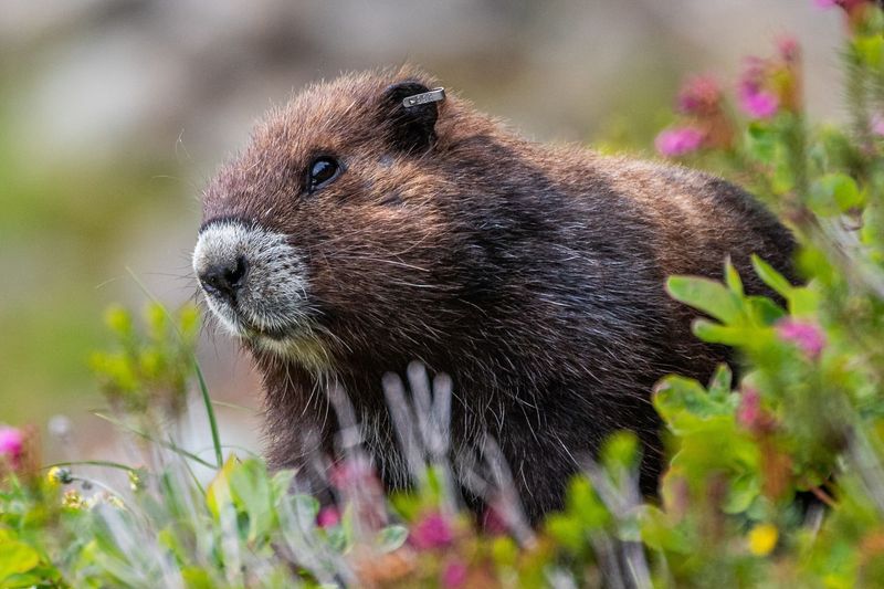 Vancouver Island Marmot