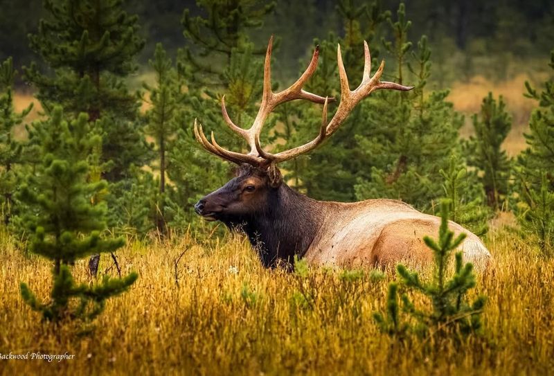 Vegetation Recovery And Elk Control