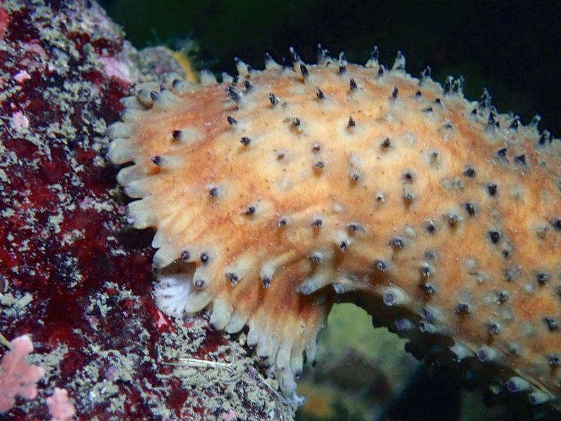 Warty Sea Cucumber