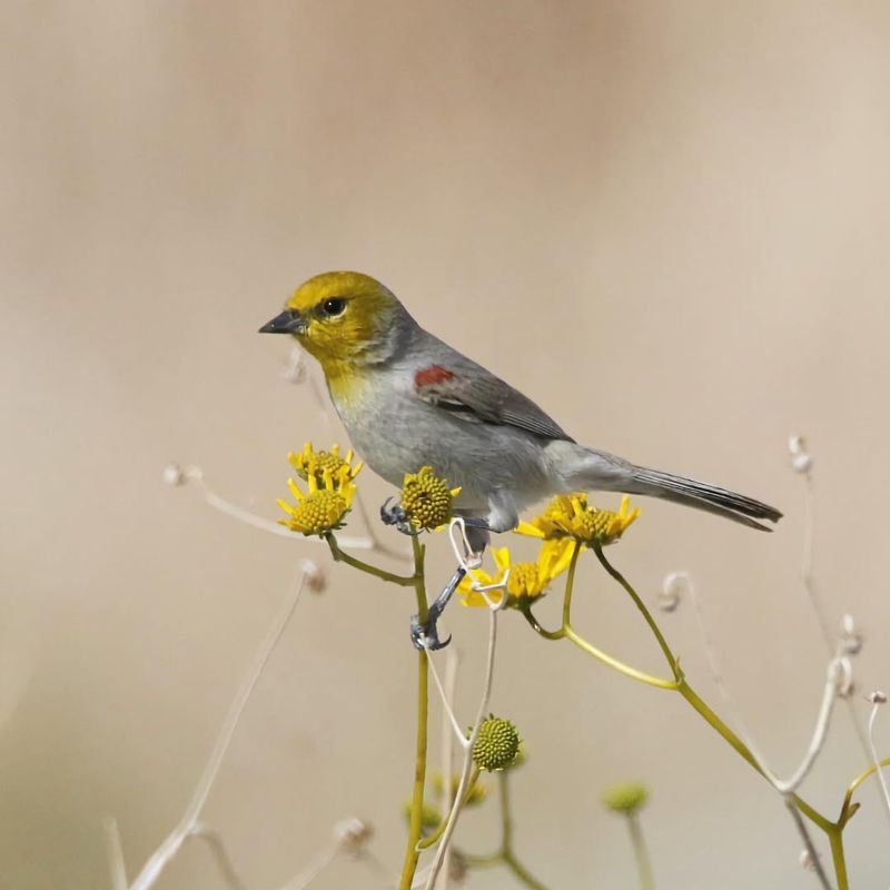 Verdin