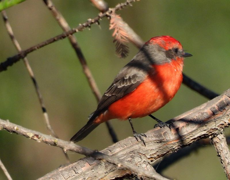 Vermilion Flycatcher