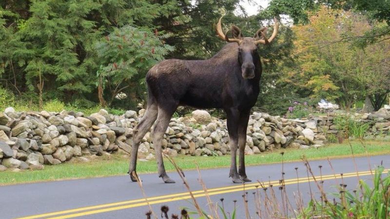 Vermont's Moose