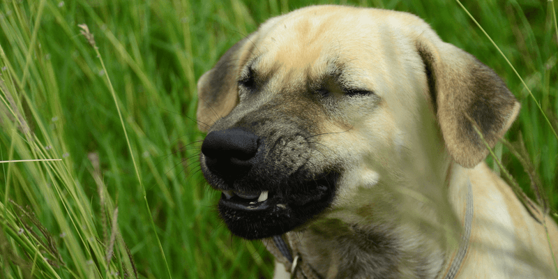 Vermont's Sneezing Dogs