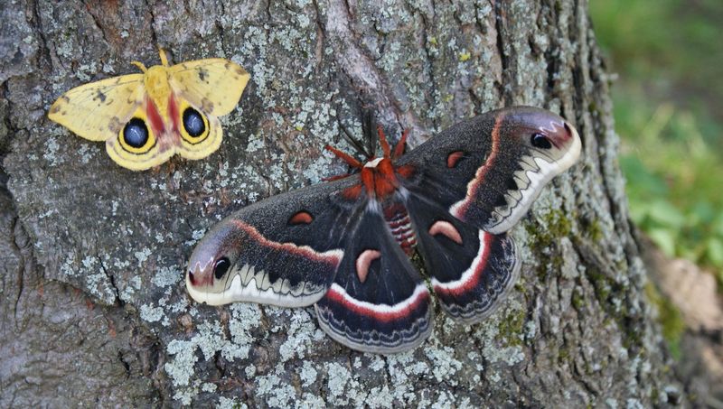 Vermont's Giant Cecropia Moth