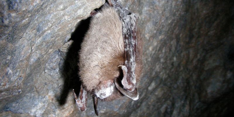 Vermont's Green Mountain Bats