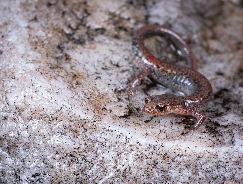 Vermont's Forest Jewel: Eastern Red-backed Salamander