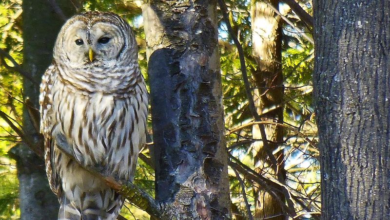 Vermont - Barred Owl