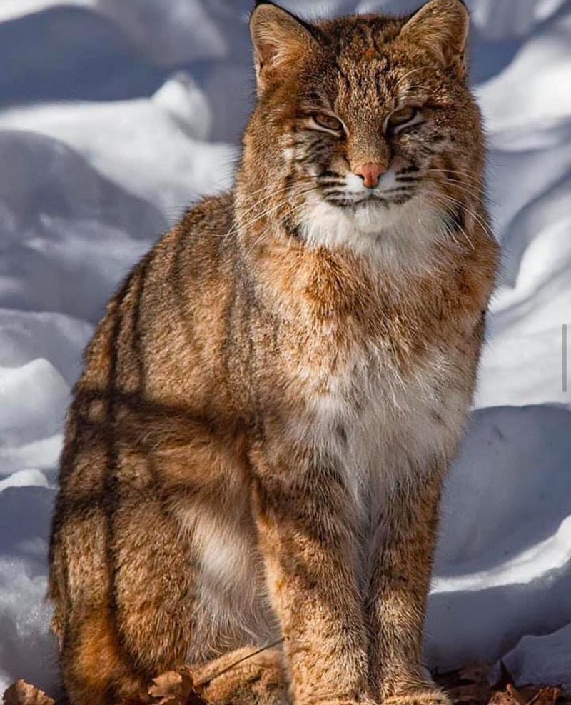 Vermont - Canada Lynx