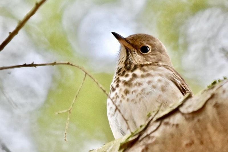 Vermont: Hermit Thrush