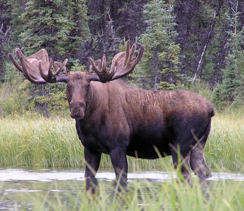 Vermont - Moose