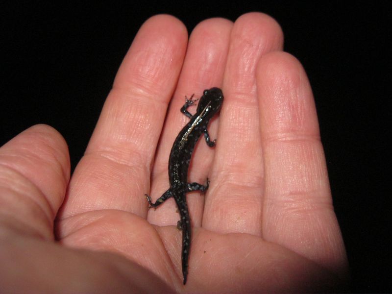 Vermont Spring Salamander