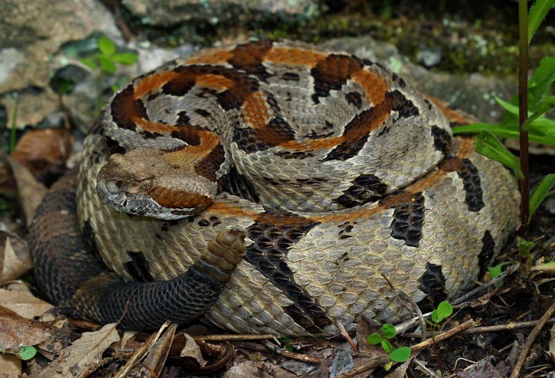 Vermont - Timber Rattlesnake