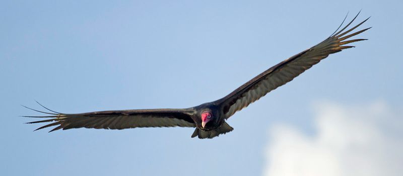 Vermont - Turkey Vulture