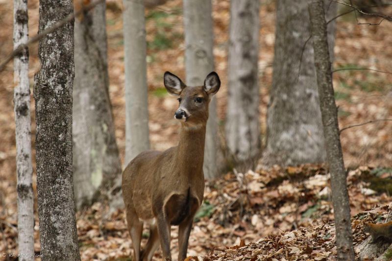 Vermont - White-Tailed Deer