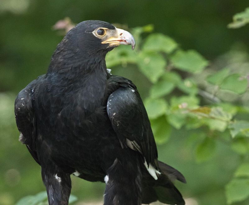 Verreaux's Eagle