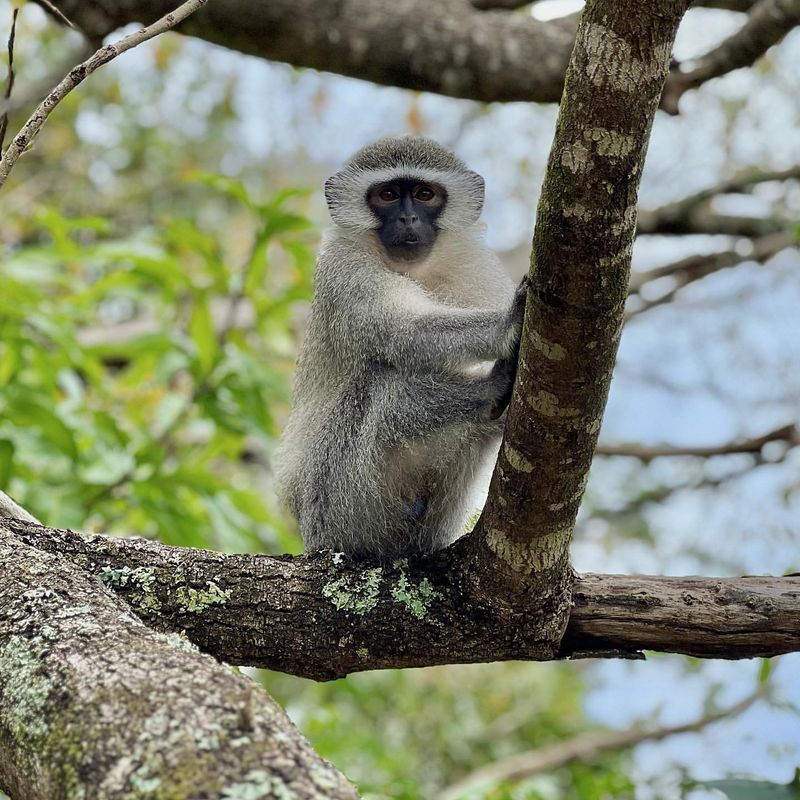 Vervet Monkey