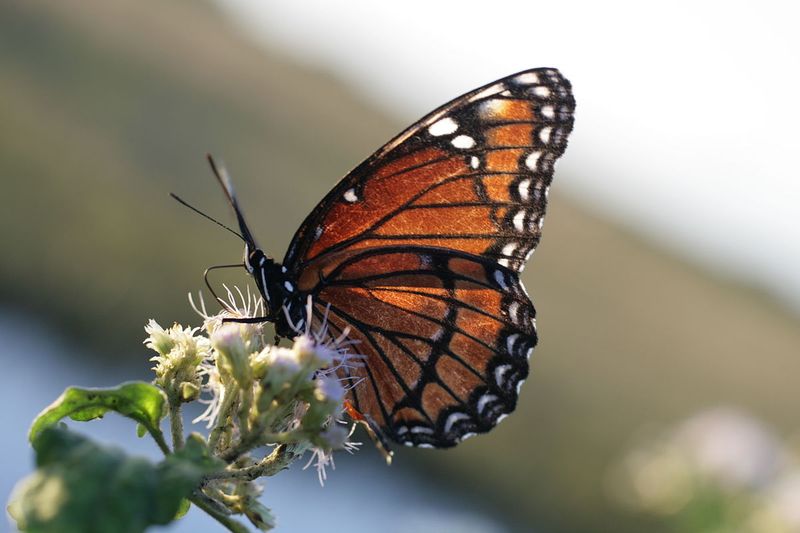 Viceroy - Florida