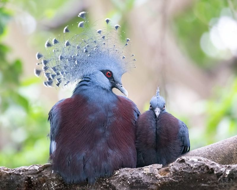 Victoria Crowned Pigeon