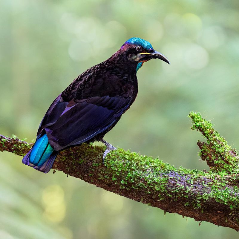 Victoria's Riflebird