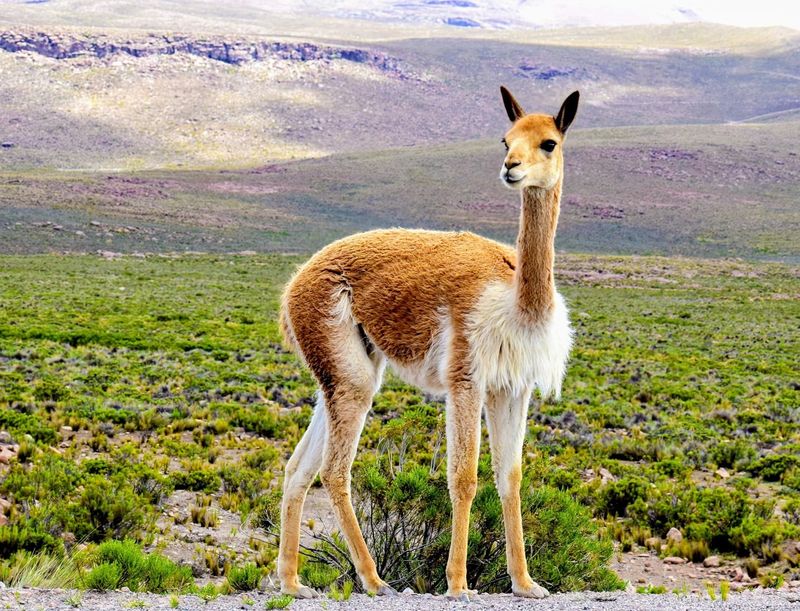 Vicuna