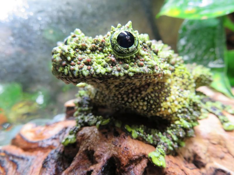 Vietnamese Mossy Frog