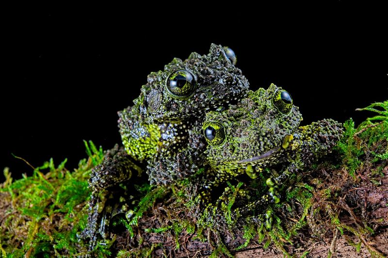 Vietnamese Mossy Frog