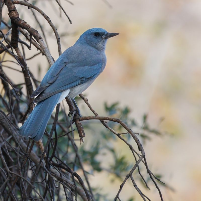 Mexican Jay