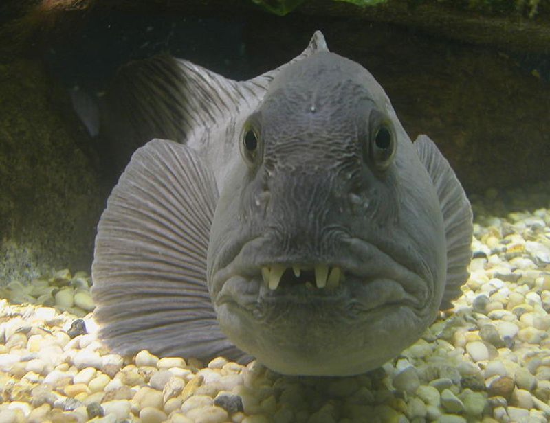 Wolffish