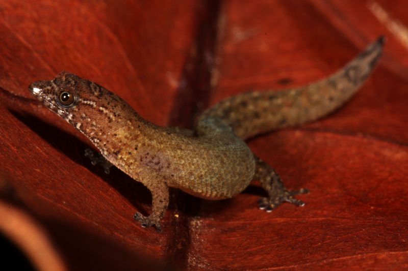 Virgin Islands Dwarf Gecko