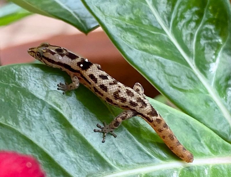 Virgin Islands Gecko