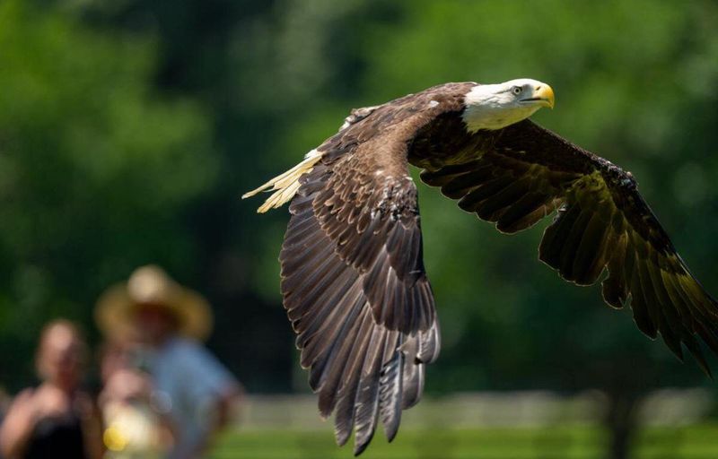 Virginia's Bald Eagle