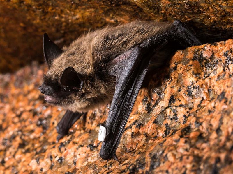 Virginia's Shenandoah Bats