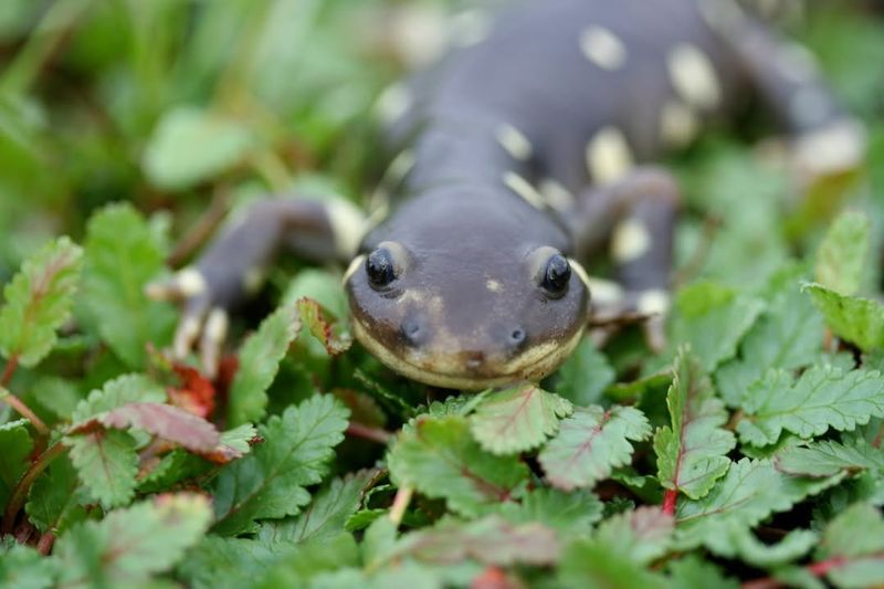 Virginia's Forest Enigma: Peaks of Otter Salamander