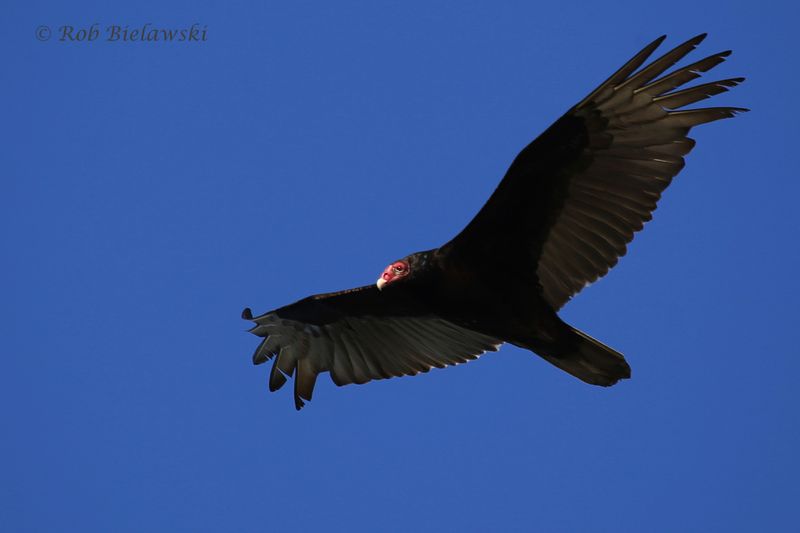 Virginia - Black Vulture