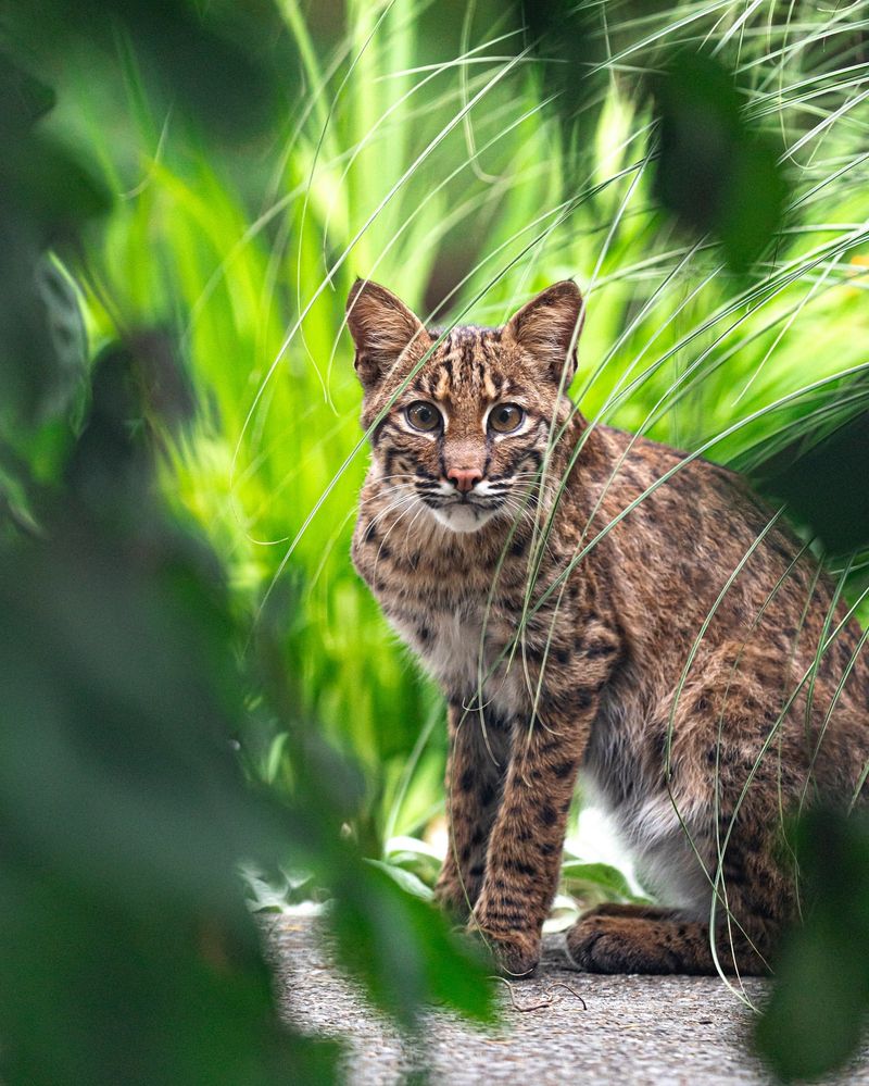 Virginia - Bobcat