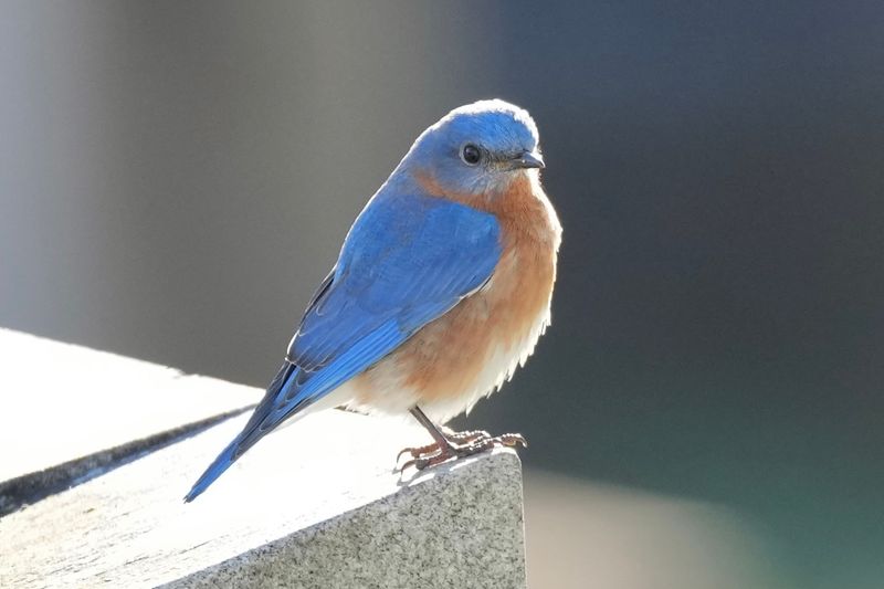 Virginia: Eastern Bluebird