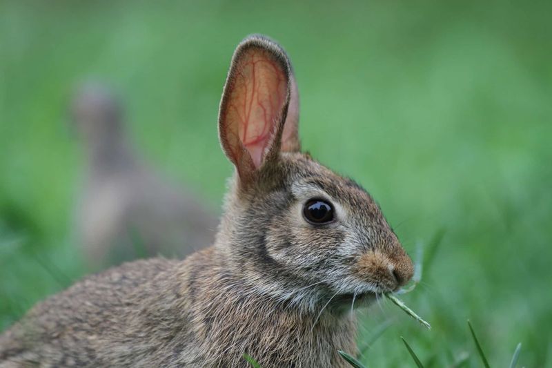 Virginia - Eastern Cottontail Rabbit